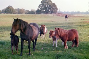 Weustehof Verlobung 06 017