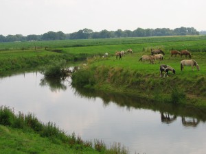 Weustehof deniis geburtstag 05 005