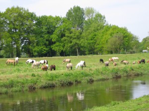 Weustehof deniis geburtstag 05 084