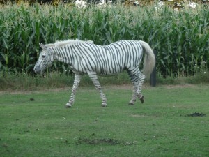 zebra, bastelideen, schulanfang conny, vechteerlebniss 004